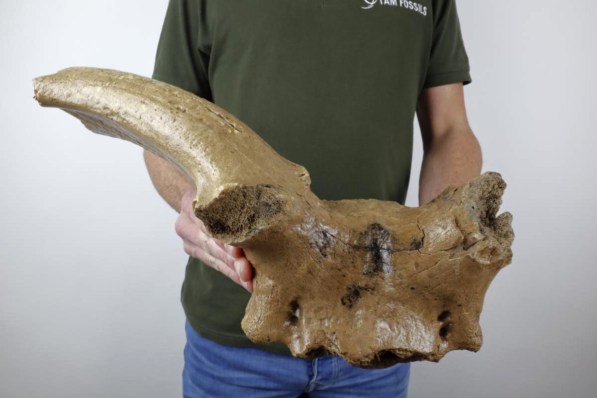 Cranium of an Irish Elk (Megaloceros) (42 cm) - Image 2