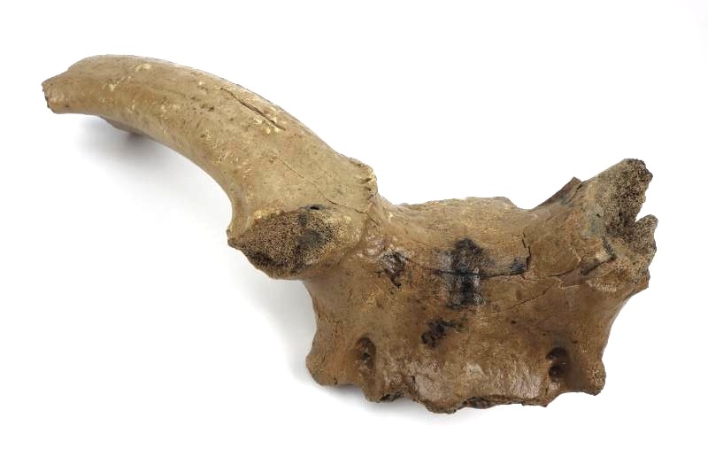 Cranium of an Irish Elk (Megaloceros) (42 cm)