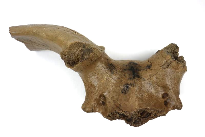 Cranium of an Irish Elk (Megaloceros) (42 cm) - Image 3