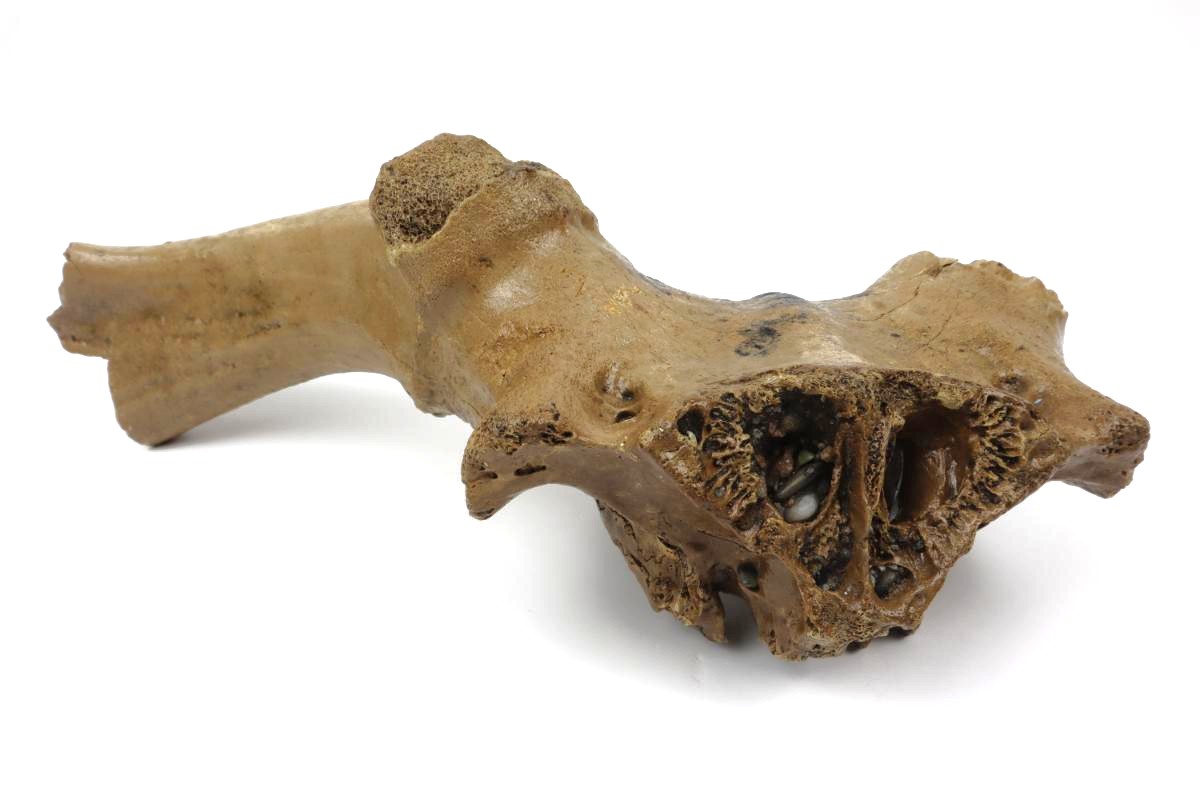 Cranium of an Irish Elk (Megaloceros) (42 cm) - Image 4