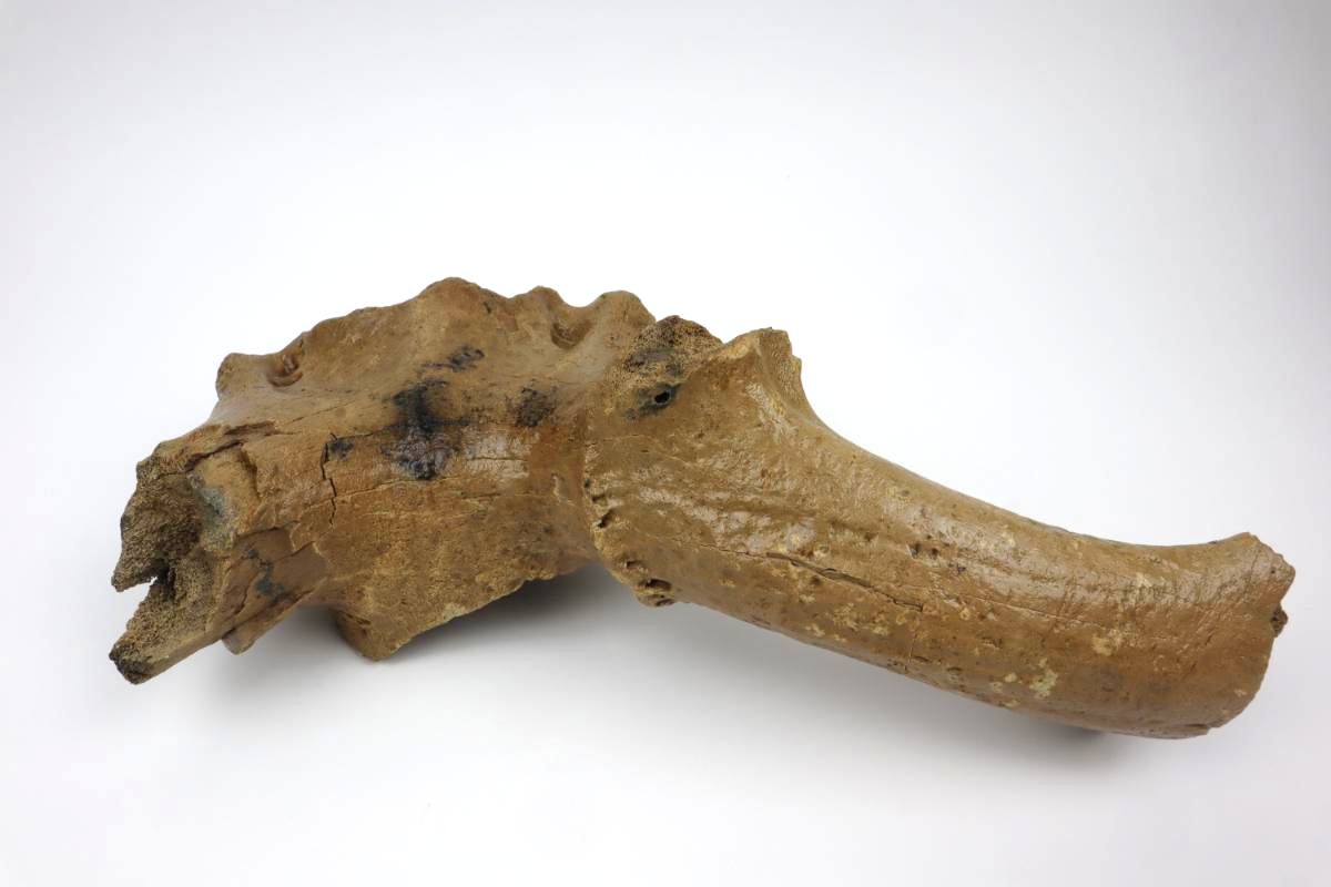 Cranium of an Irish Elk (Megaloceros) (42 cm) - Image 5