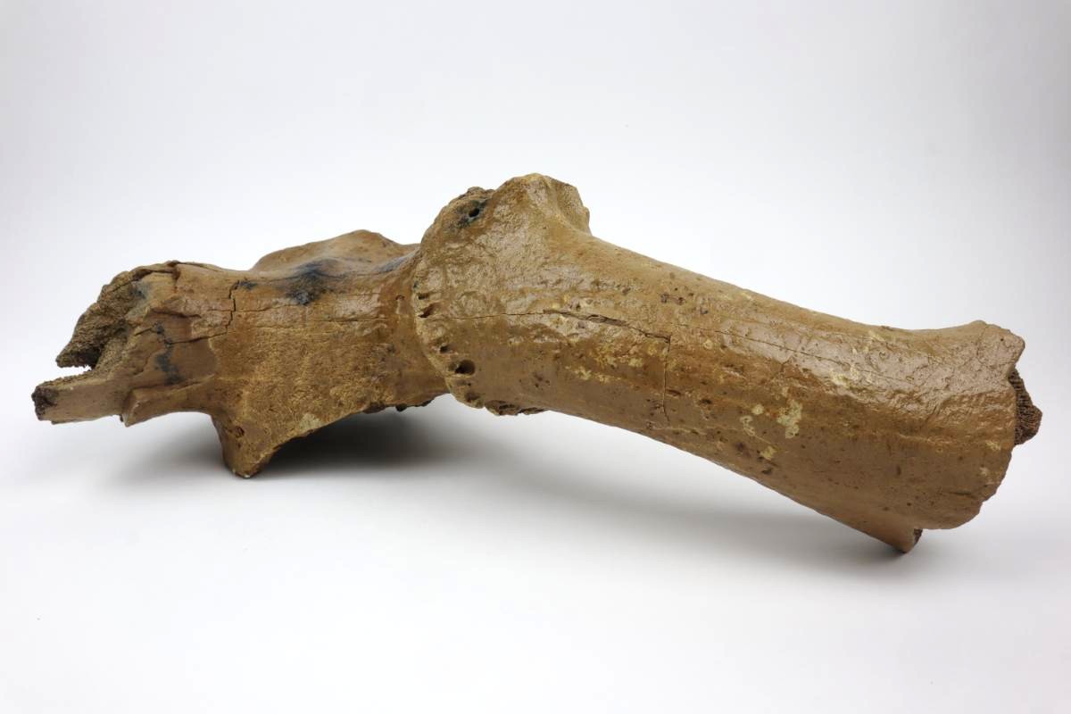 Cranium of an Irish Elk (Megaloceros) (42 cm) - Image 6