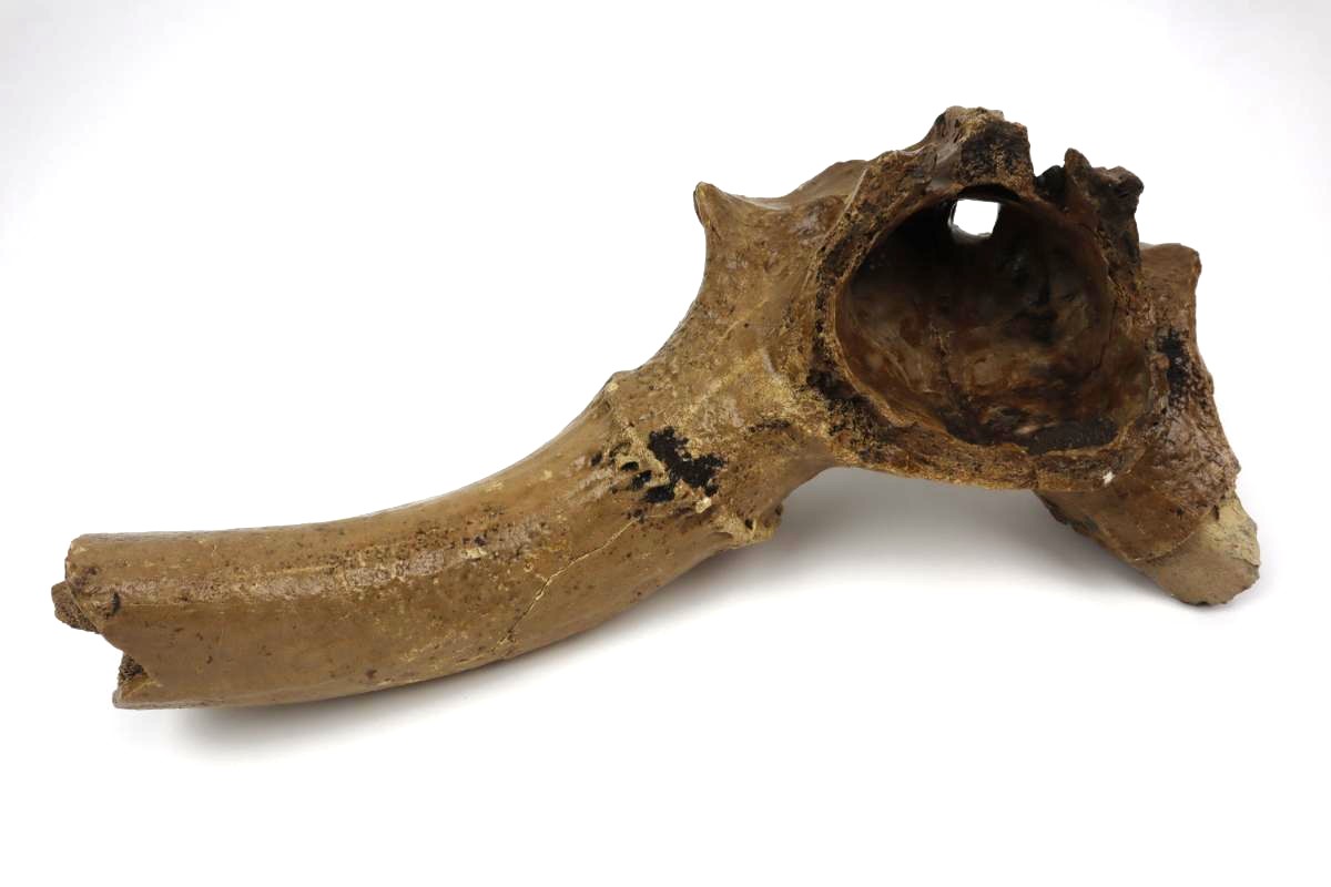 Cranium of an Irish Elk (Megaloceros) (42 cm) - Image 7