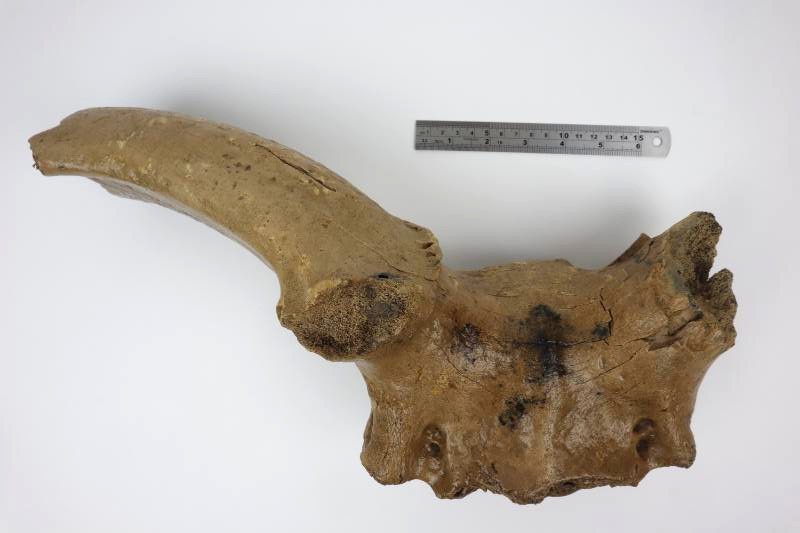 Cranium of an Irish Elk (Megaloceros) (42 cm) - Image 8