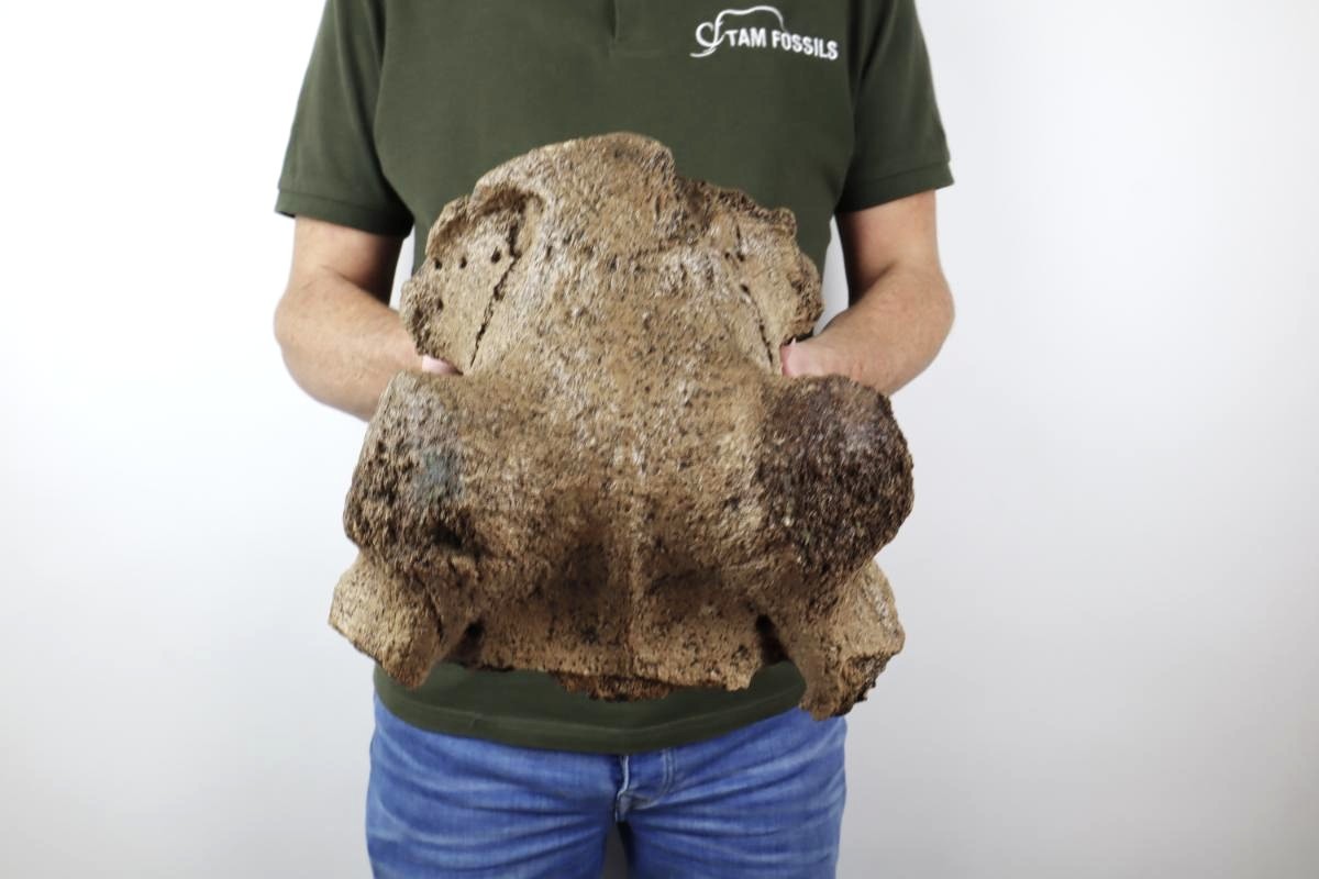 Cranium of an Irish Elk (Megaloceros) (24 cm) - Image 2