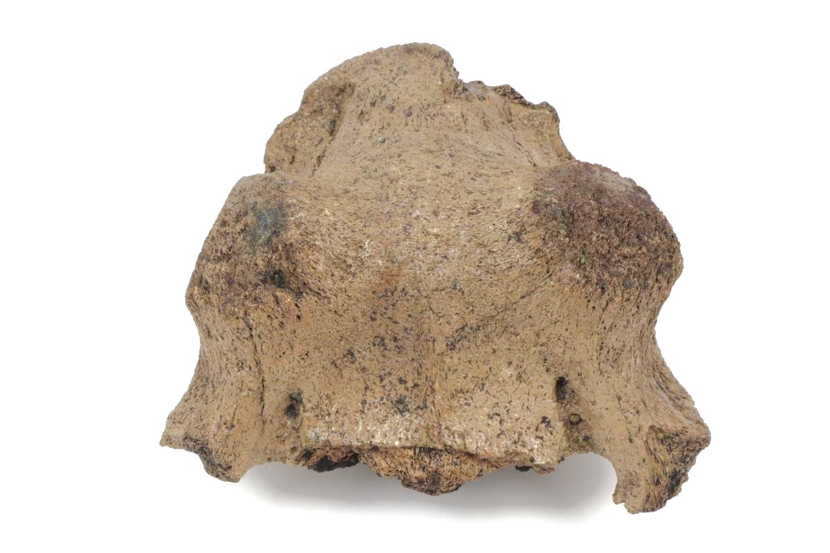 Cranium of an Irish Elk (Megaloceros) (24 cm) - Image 3
