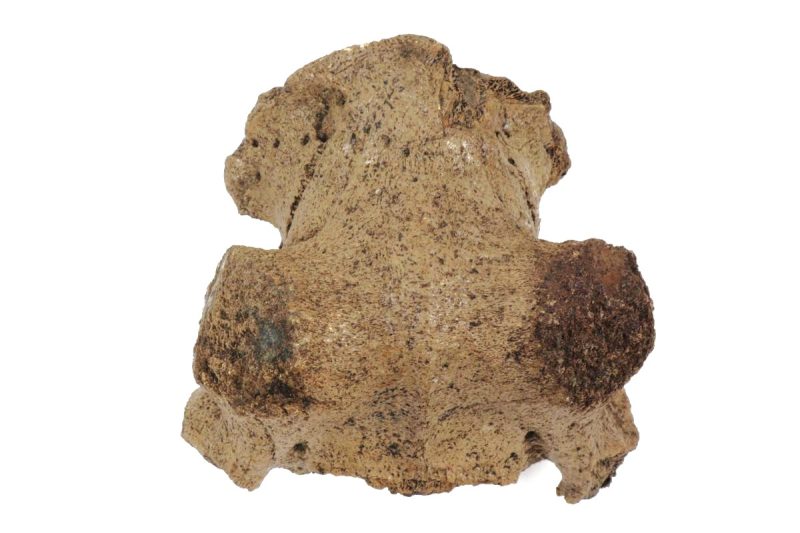 Cranium of an Irish Elk (Megaloceros) (24 cm)