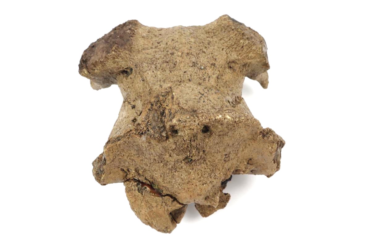 Cranium of an Irish Elk (Megaloceros) (24 cm) - Image 4