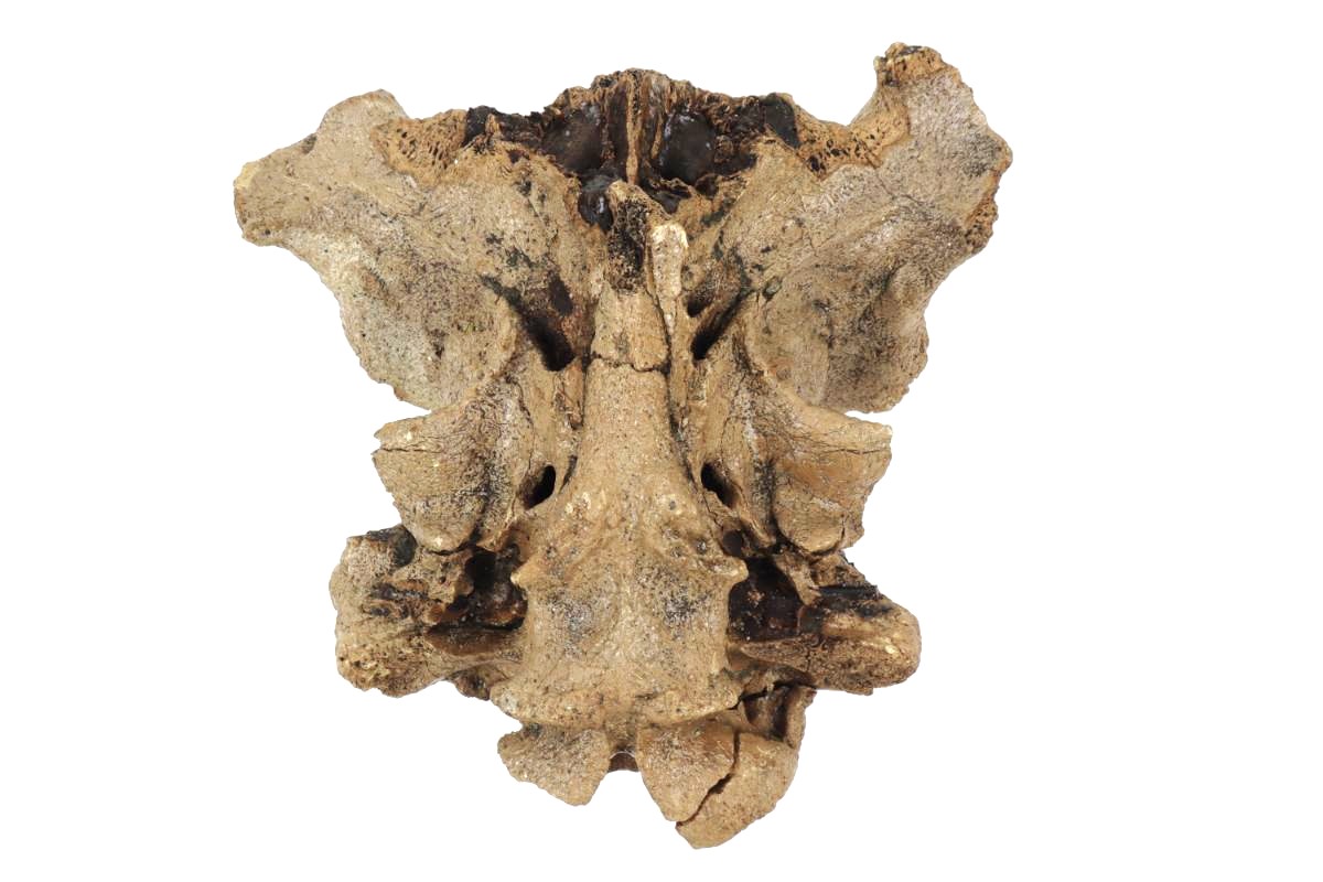 Cranium of an Irish Elk (Megaloceros) (24 cm) - Image 5