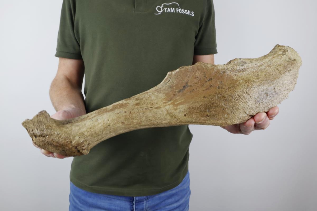 Antler of an Irish Elk (Megaloceros) (44 cm) - Image 2