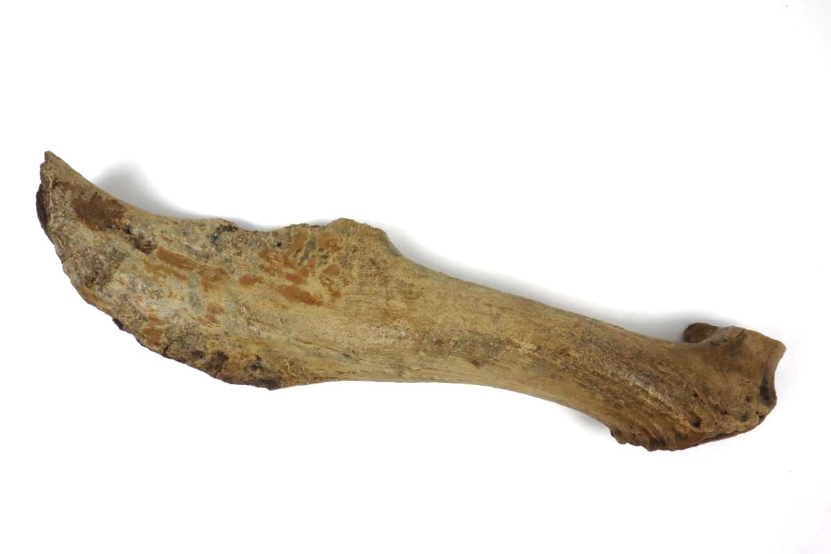 Antler of an Irish Elk (Megaloceros) (44 cm) - Image 3