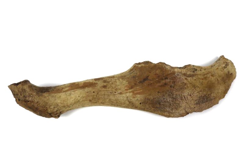 Antler of an Irish Elk (Megaloceros) (44 cm)