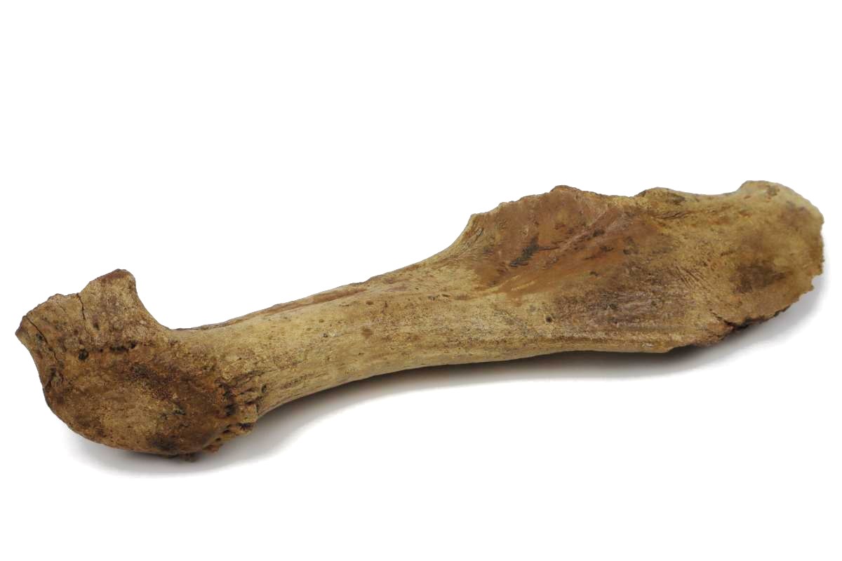 Antler of an Irish Elk (Megaloceros) (44 cm) - Image 4