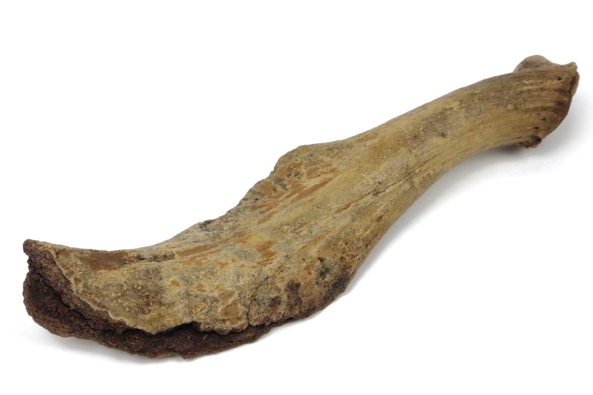 Antler of an Irish Elk (Megaloceros) (44 cm) - Image 5