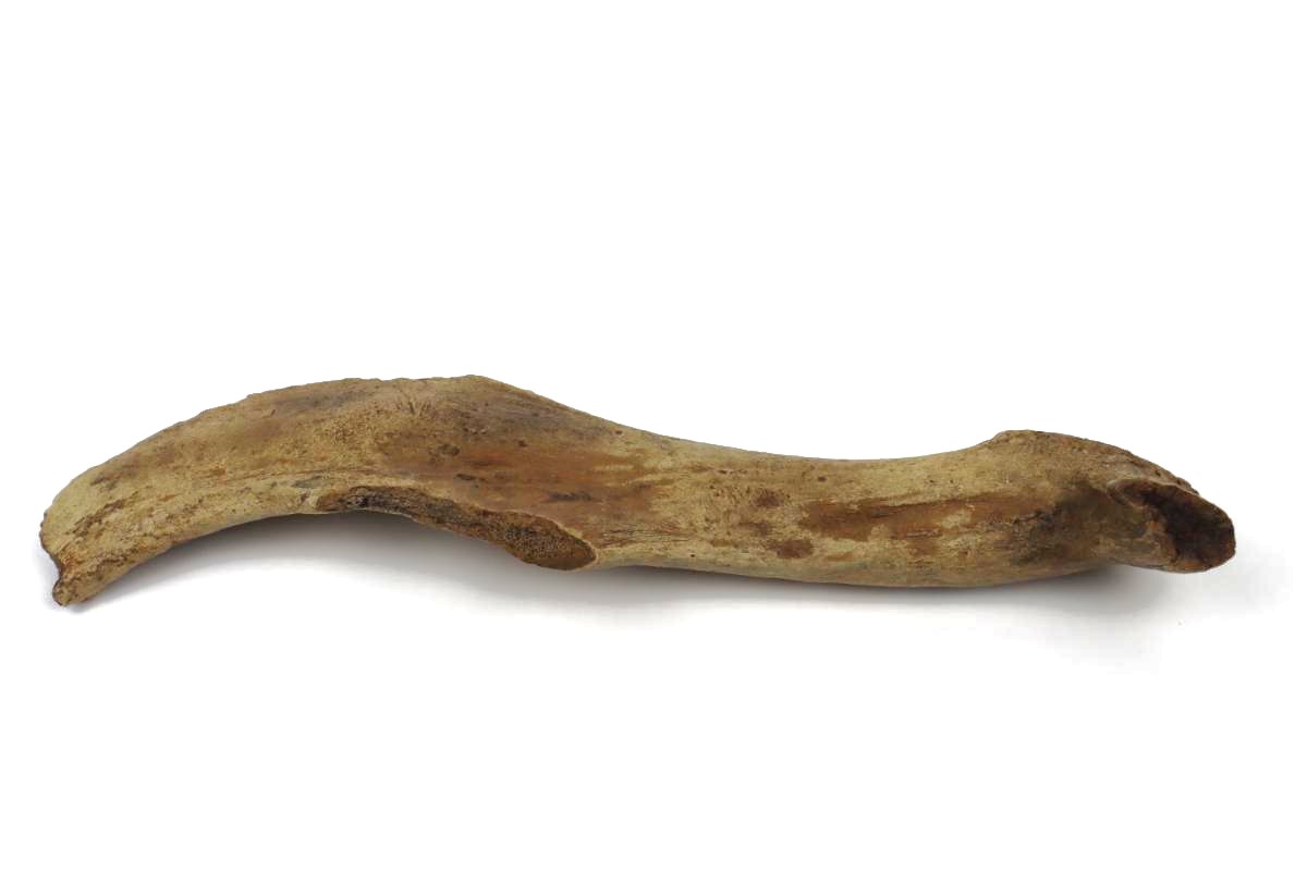 Antler of an Irish Elk (Megaloceros) (44 cm) - Image 6