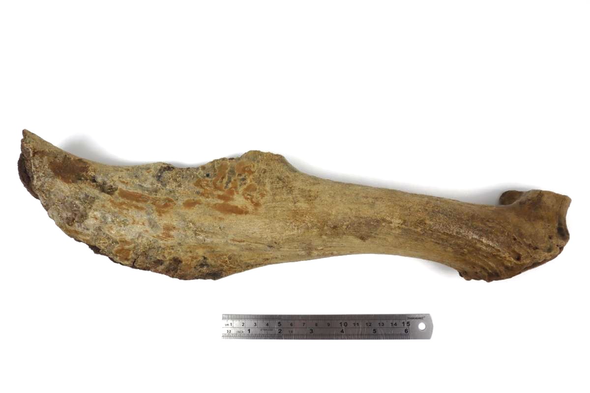 Antler of an Irish Elk (Megaloceros) (44 cm) - Image 7