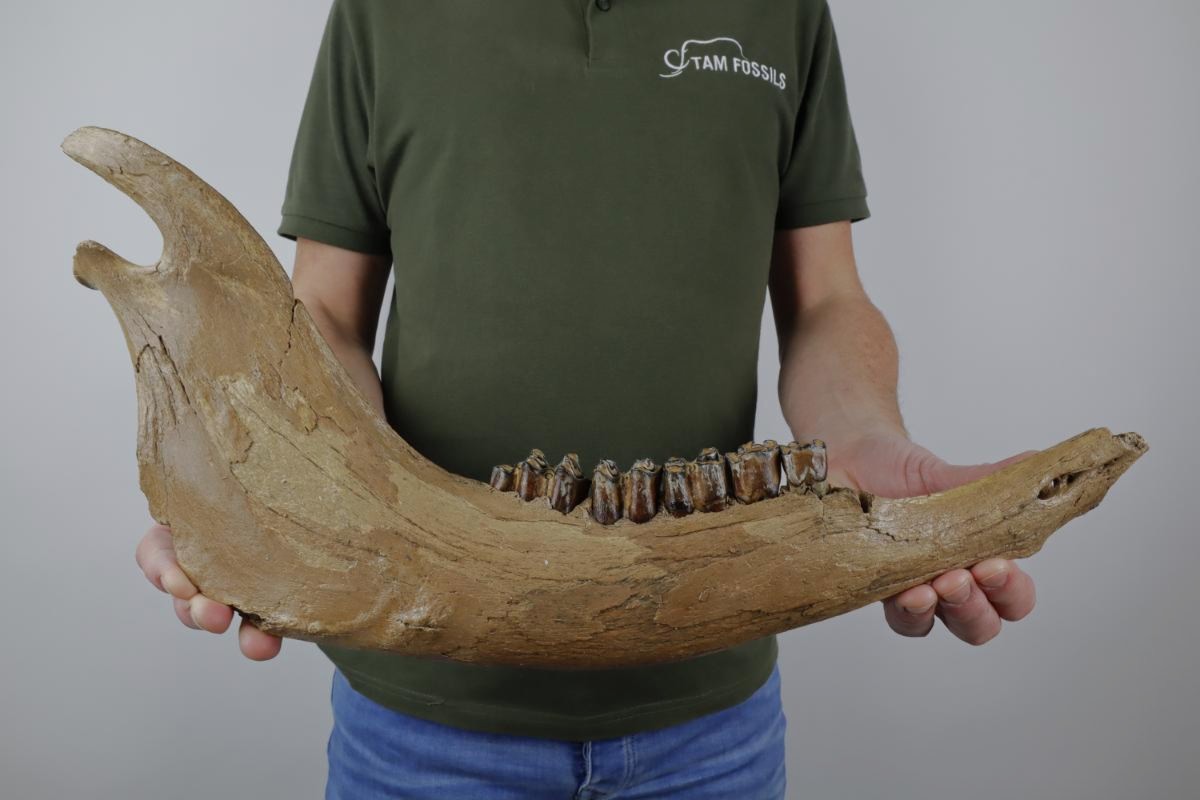 Large Jaw of a Wisent (Bison priscus) (48 cm) - Image 2