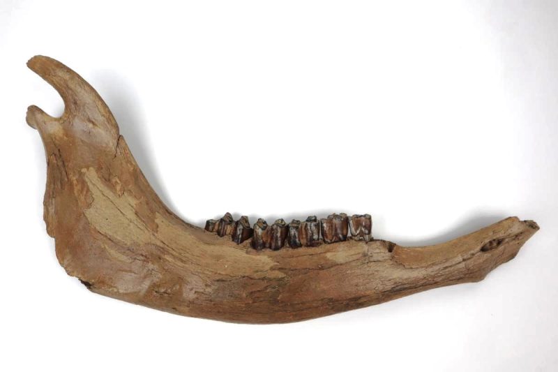 Large Jaw of a Wisent (Bison priscus) (48 cm)