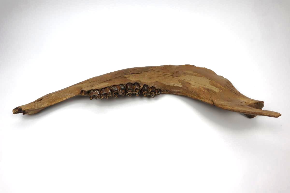Large Jaw of a Wisent (Bison priscus) (48 cm) - Image 4