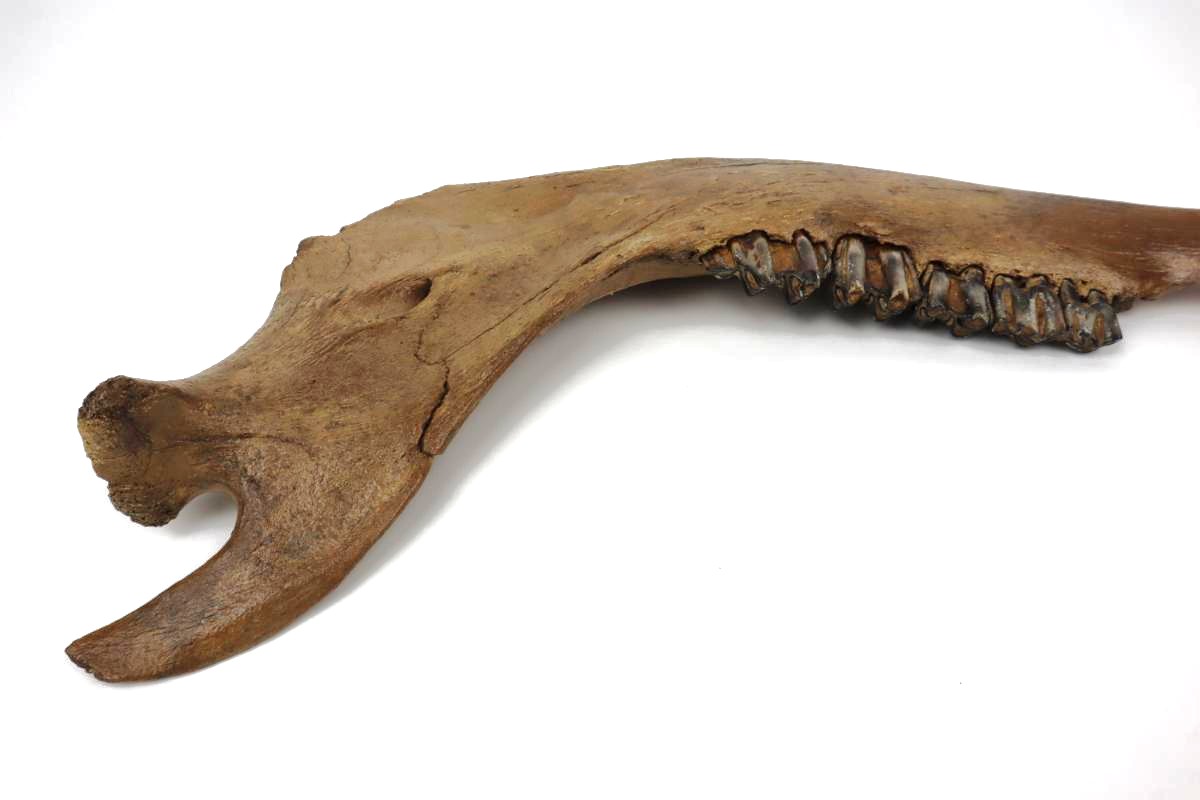 Large Jaw of a Wisent (Bison priscus) (48 cm) - Image 5