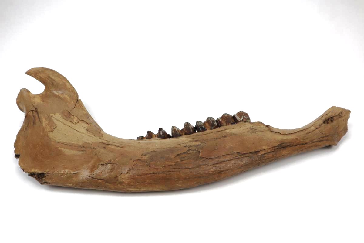 Large Jaw of a Wisent (Bison priscus) (48 cm) - Image 6