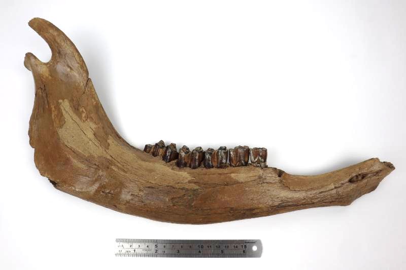 Large Jaw of a Wisent (Bison priscus) (48 cm) - Image 7