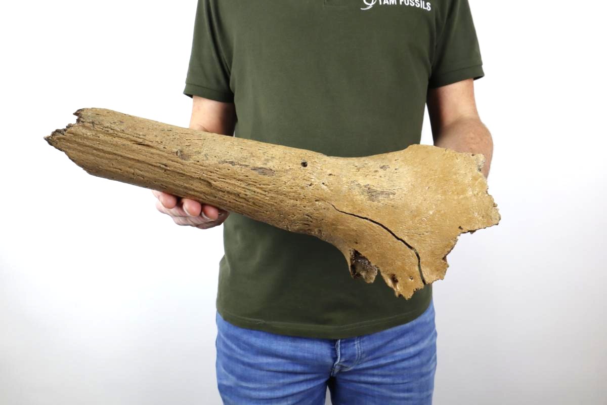 Hornpit of a Wisent (Bison priscus) (36 cm) - Image 2