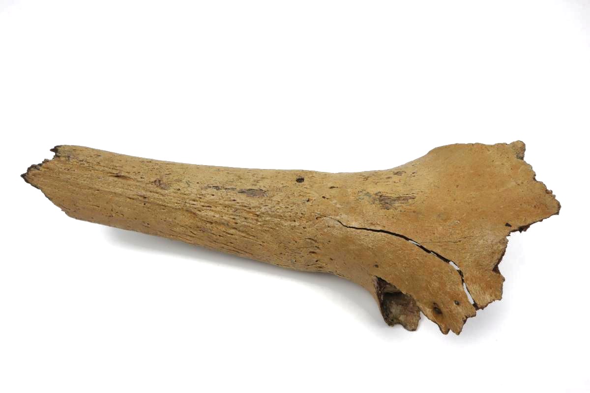 Hornpit of a Wisent (Bison priscus) (36 cm)