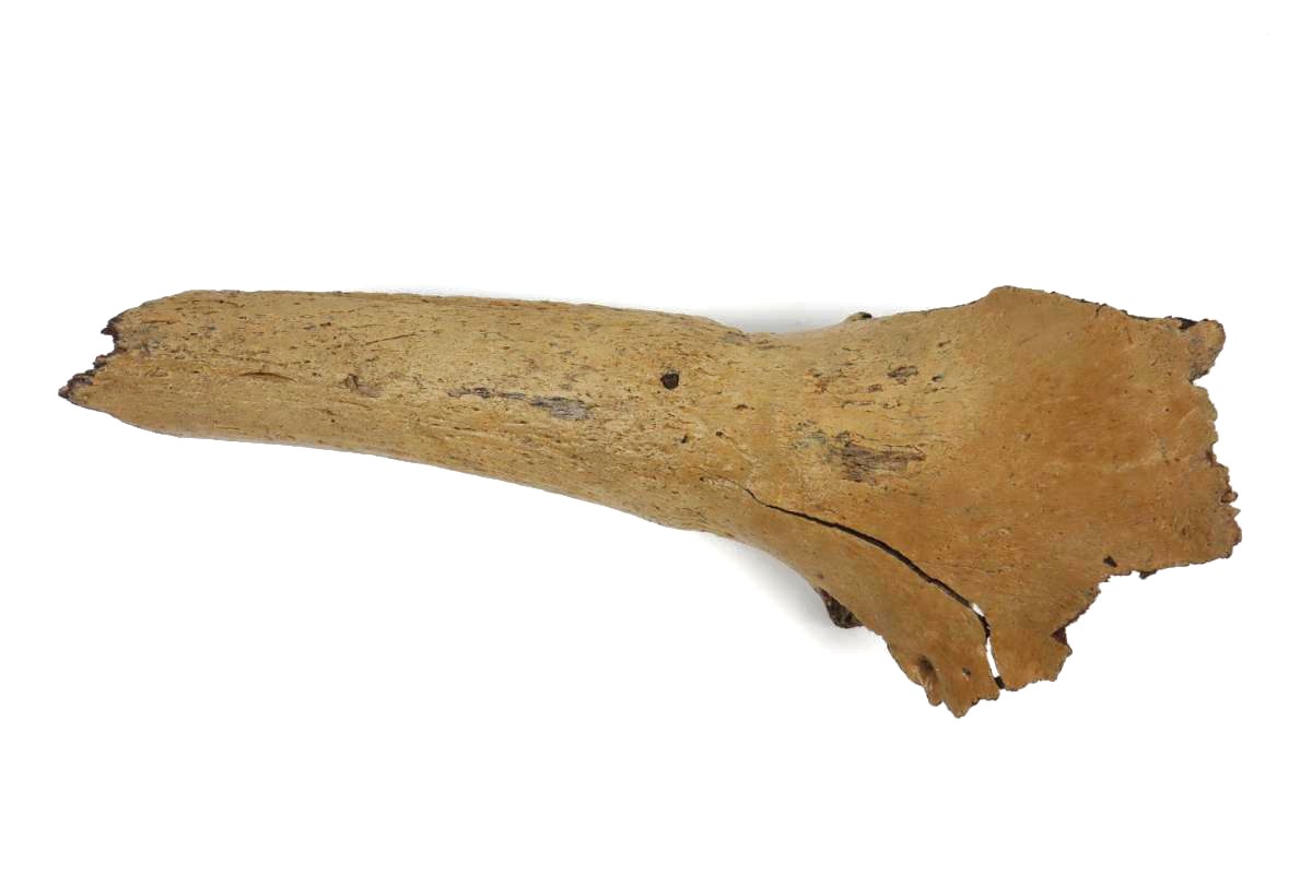 Hornpit of a Wisent (Bison priscus) (36 cm) - Image 3