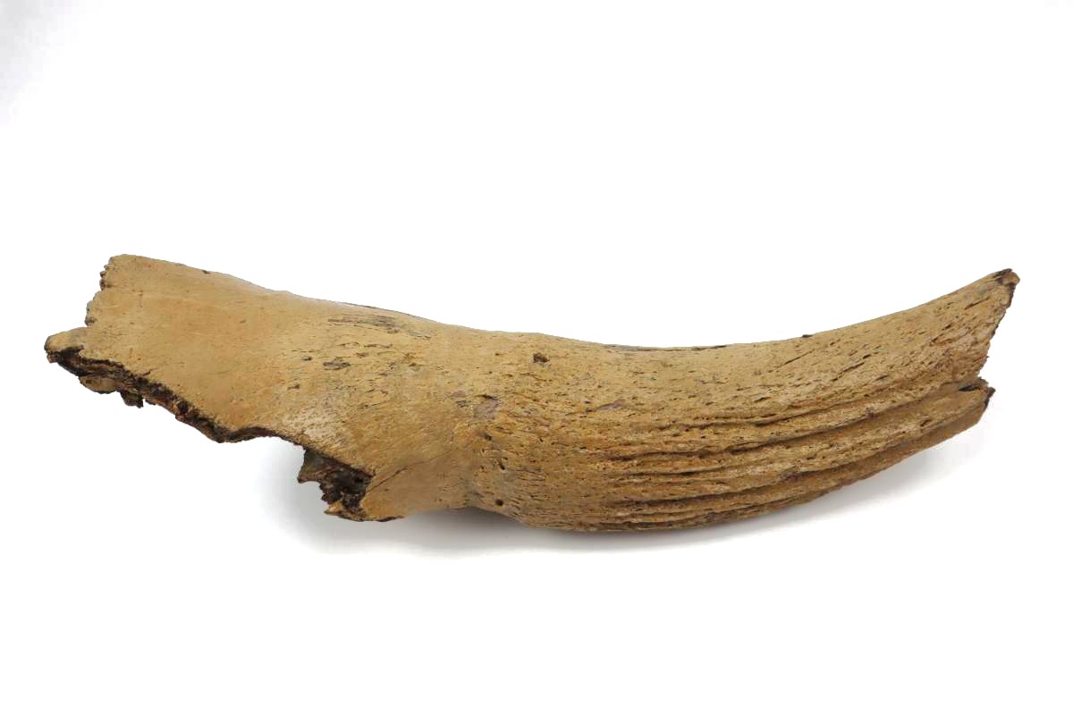 Hornpit of a Wisent (Bison priscus) (36 cm) - Image 4