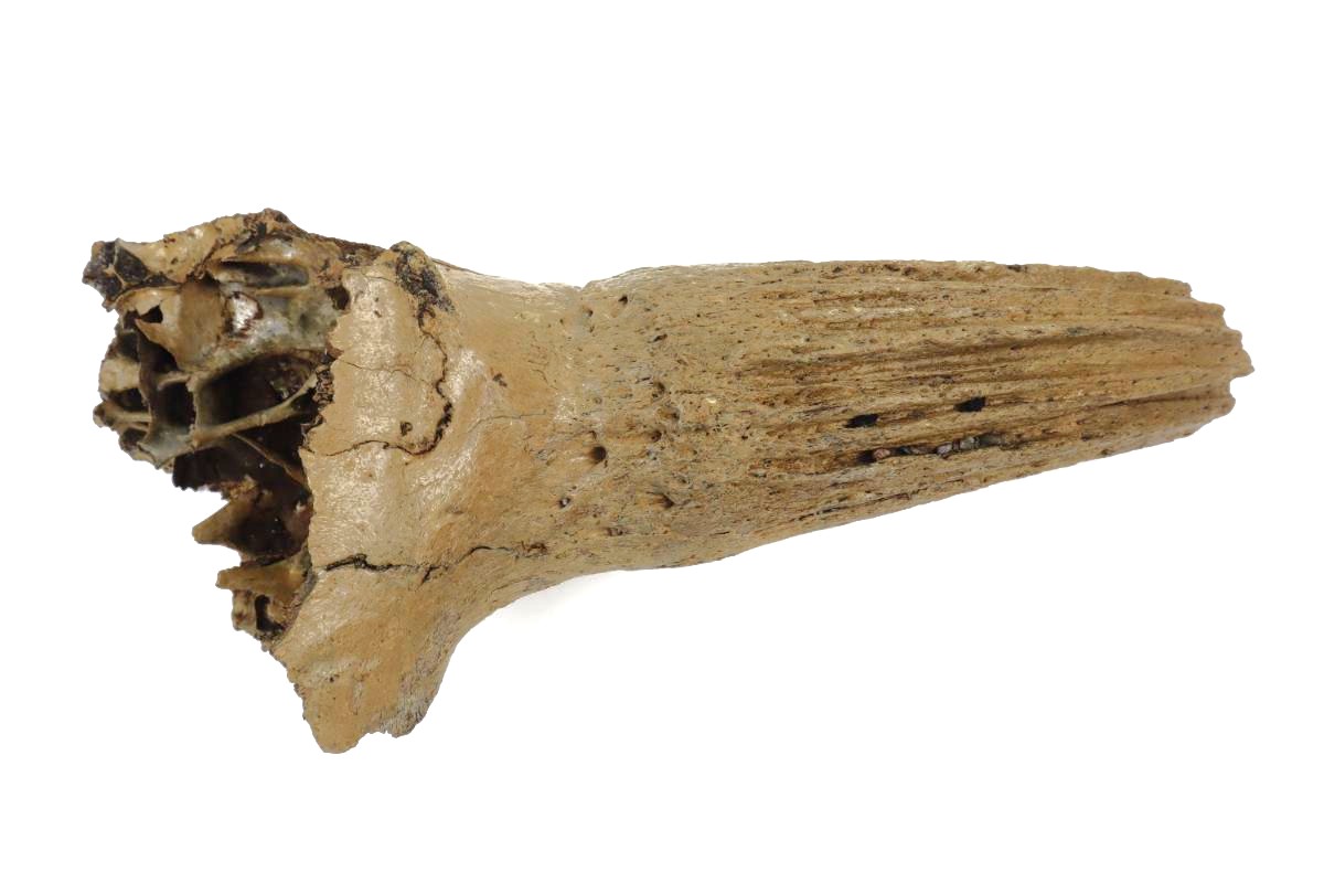 Hornpit of a Wisent (Bison priscus) (36 cm) - Image 5