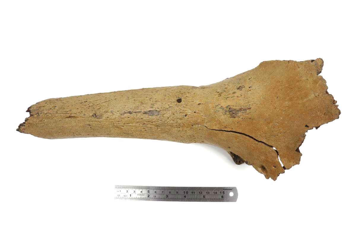 Hornpit of a Wisent (Bison priscus) (36 cm) - Image 6