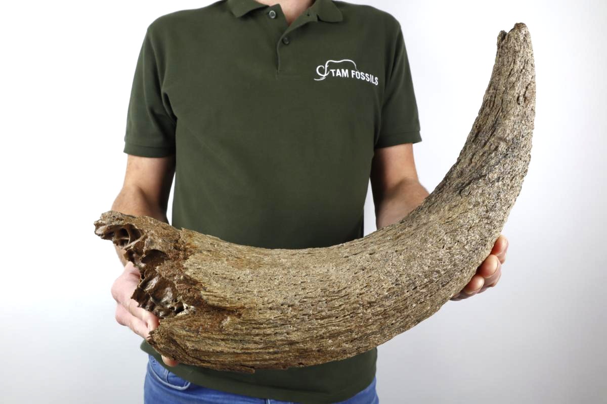 Horn of a Wisent (Bison priscus) (50 cm) - Image 2