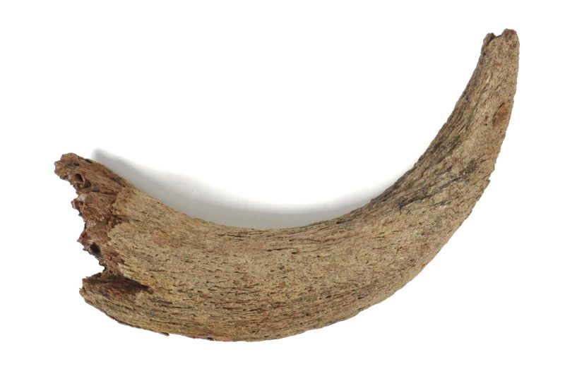 Horn of a Wisent (Bison priscus) (50 cm)