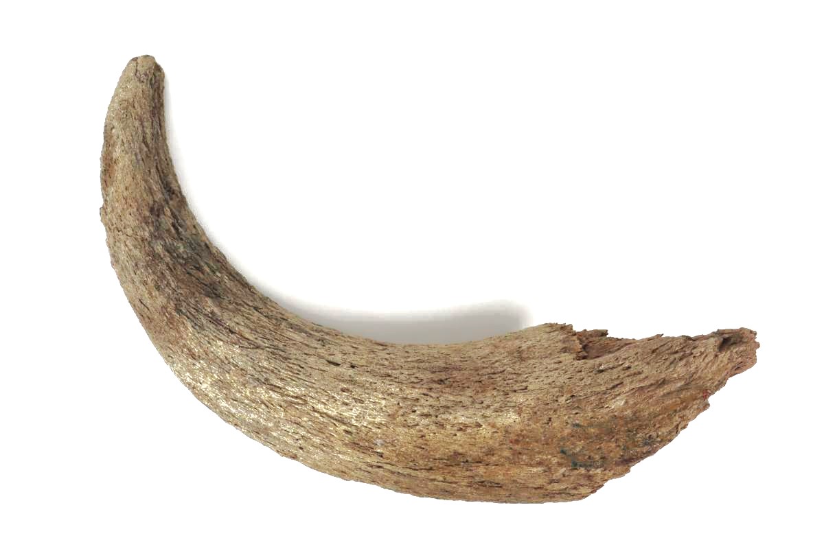 Horn of a Wisent (Bison priscus) (50 cm) - Image 3