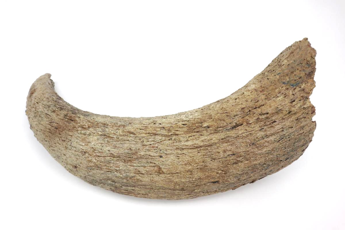 Horn of a Wisent (Bison priscus) (50 cm) - Image 4