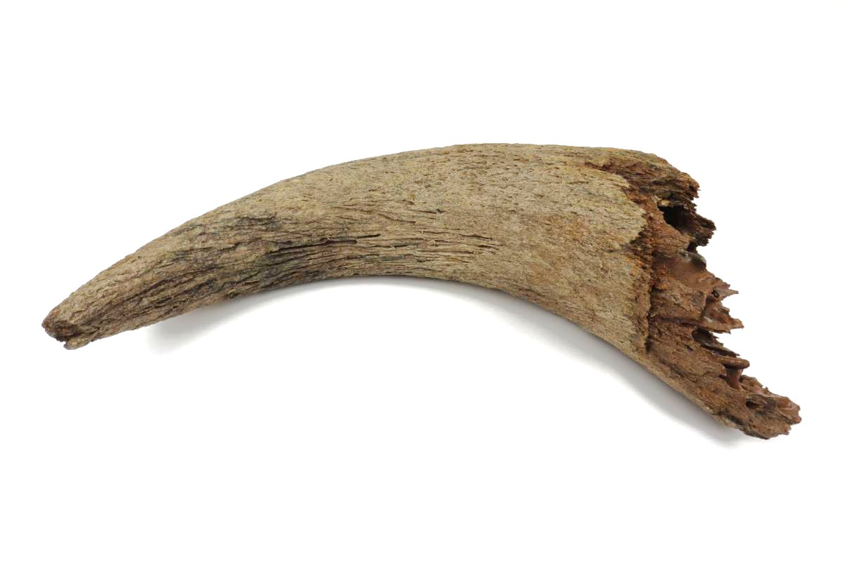 Horn of a Wisent (Bison priscus) (50 cm) - Image 5