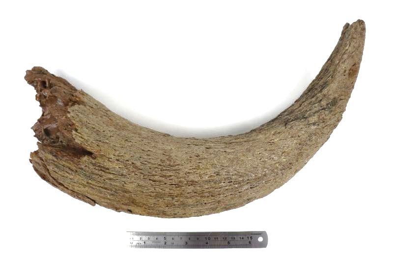 Horn of a Wisent (Bison priscus) (50 cm) - Image 6