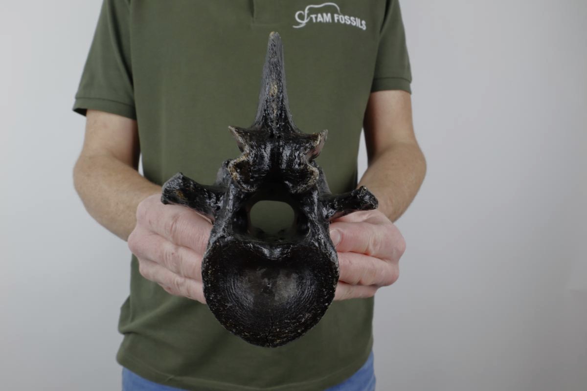Thorical Vertebra of a Wisent (Bison priscus) (16,5 cm) - Image 2