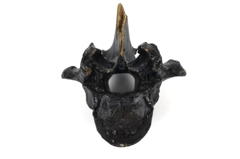 Thorical Vertebra of a Wisent (Bison priscus) (16,5 cm)