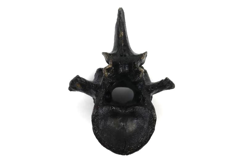 Thorical Vertebra of a Wisent (Bison priscus) (16,5 cm) - Image 3