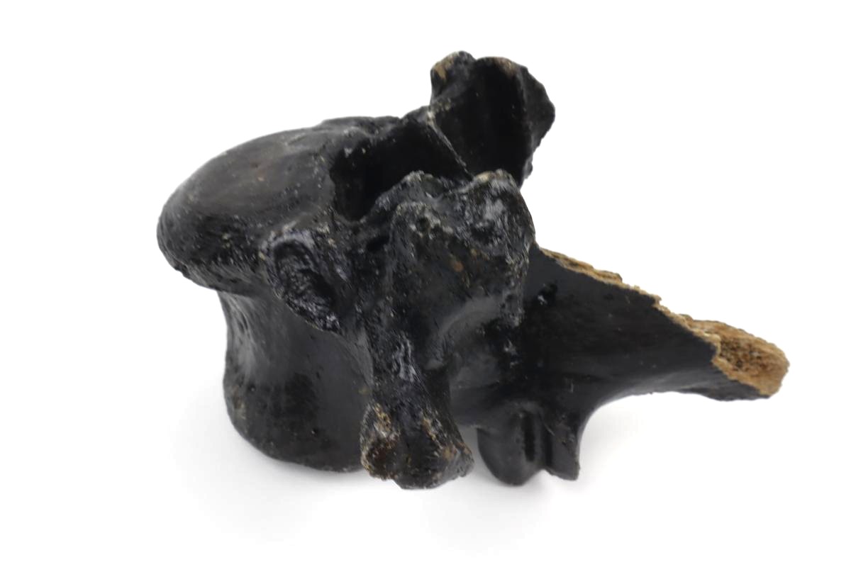 Thorical Vertebra of a Wisent (Bison priscus) (16,5 cm) - Image 4