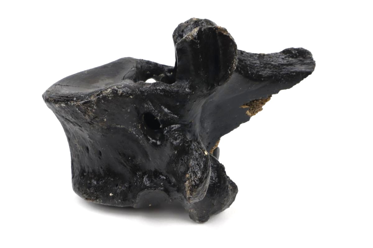 Thorical Vertebra of a Wisent (Bison priscus) (16,5 cm) - Image 5