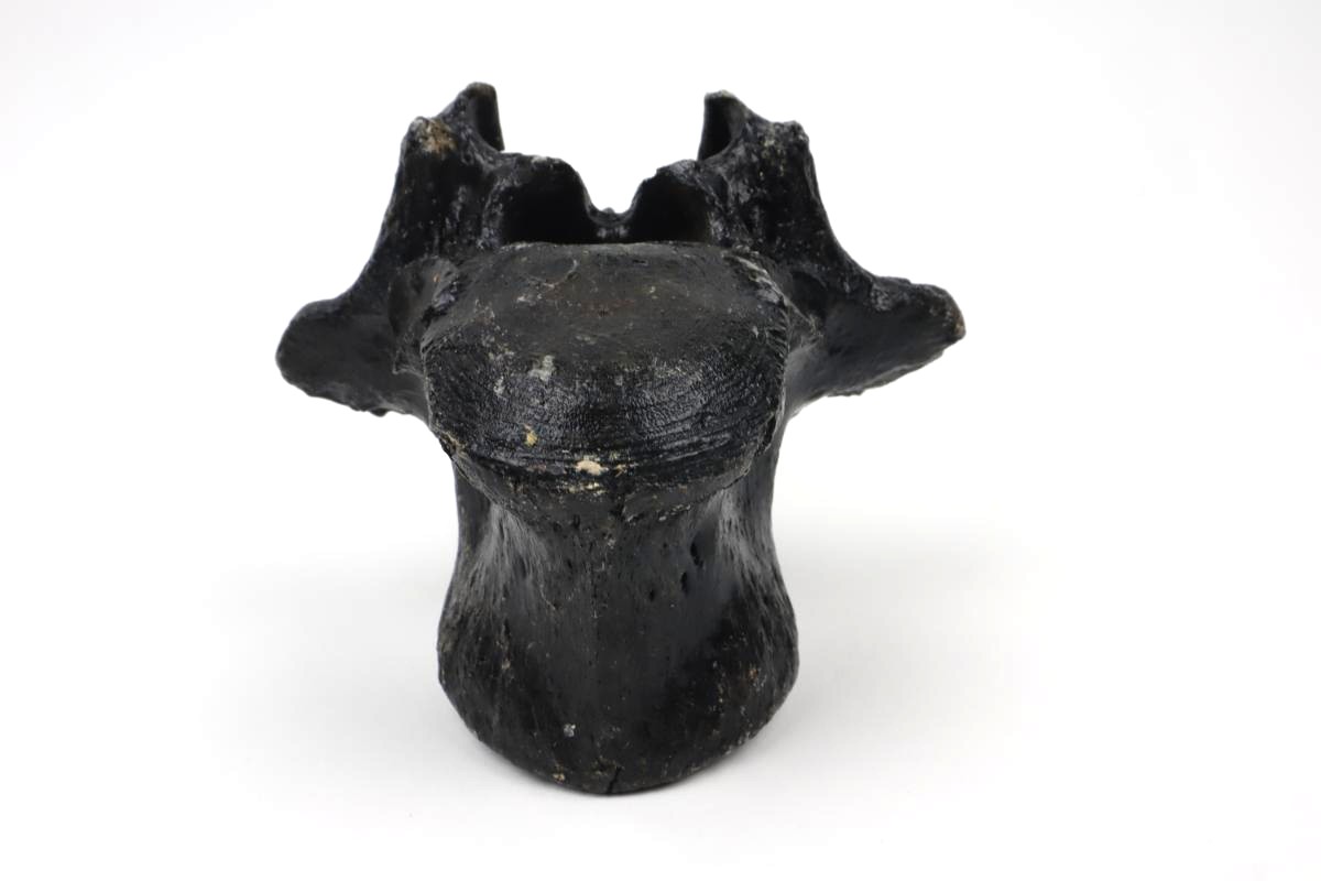 Thorical Vertebra of a Wisent (Bison priscus) (16,5 cm) - Image 6