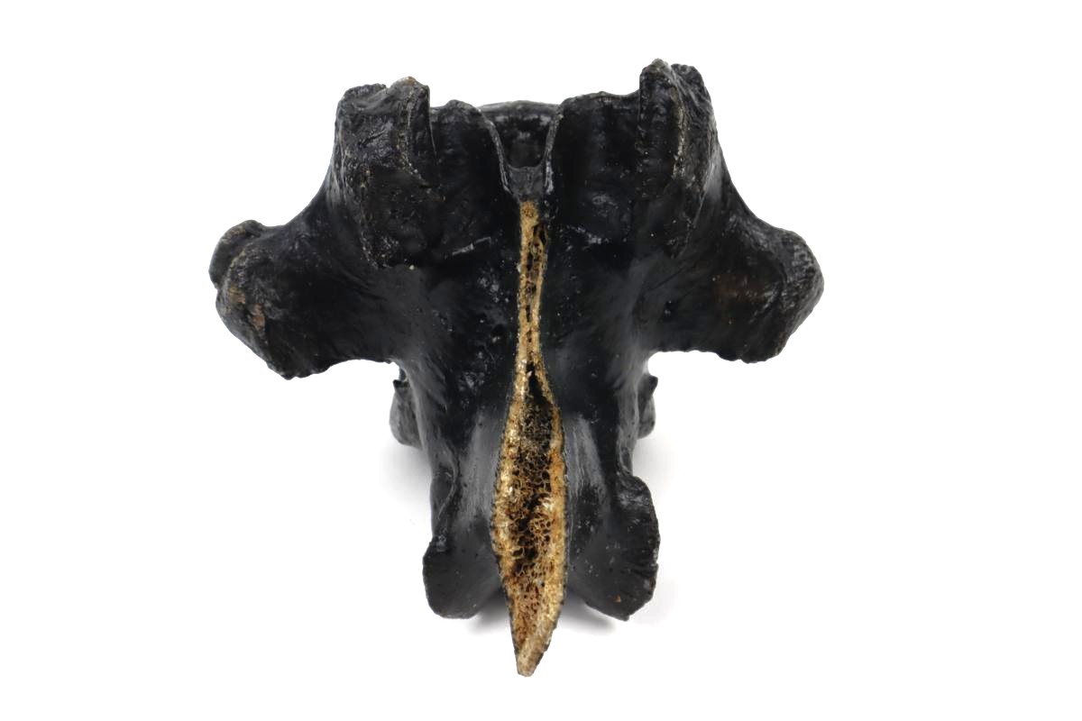 Thorical Vertebra of a Wisent (Bison priscus) (16,5 cm) - Image 7