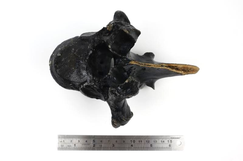 Thorical Vertebra of a Wisent (Bison priscus) (16,5 cm) - Image 8