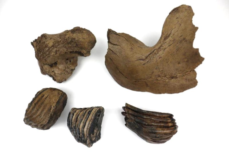 Lot of Woolly Mammoth Fossils (7019 gr)