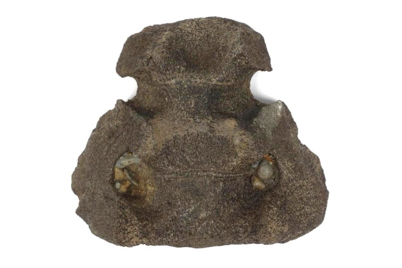 Sacrum of a Mammuthus meridionalis (3762 gr)