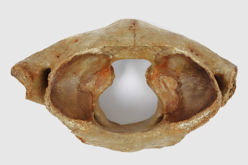 Atlas Vertebra of a Woolly Mammoth (25 cm)