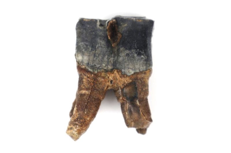 Tooth of a Woolly Rhinoceros (7,8 cm)